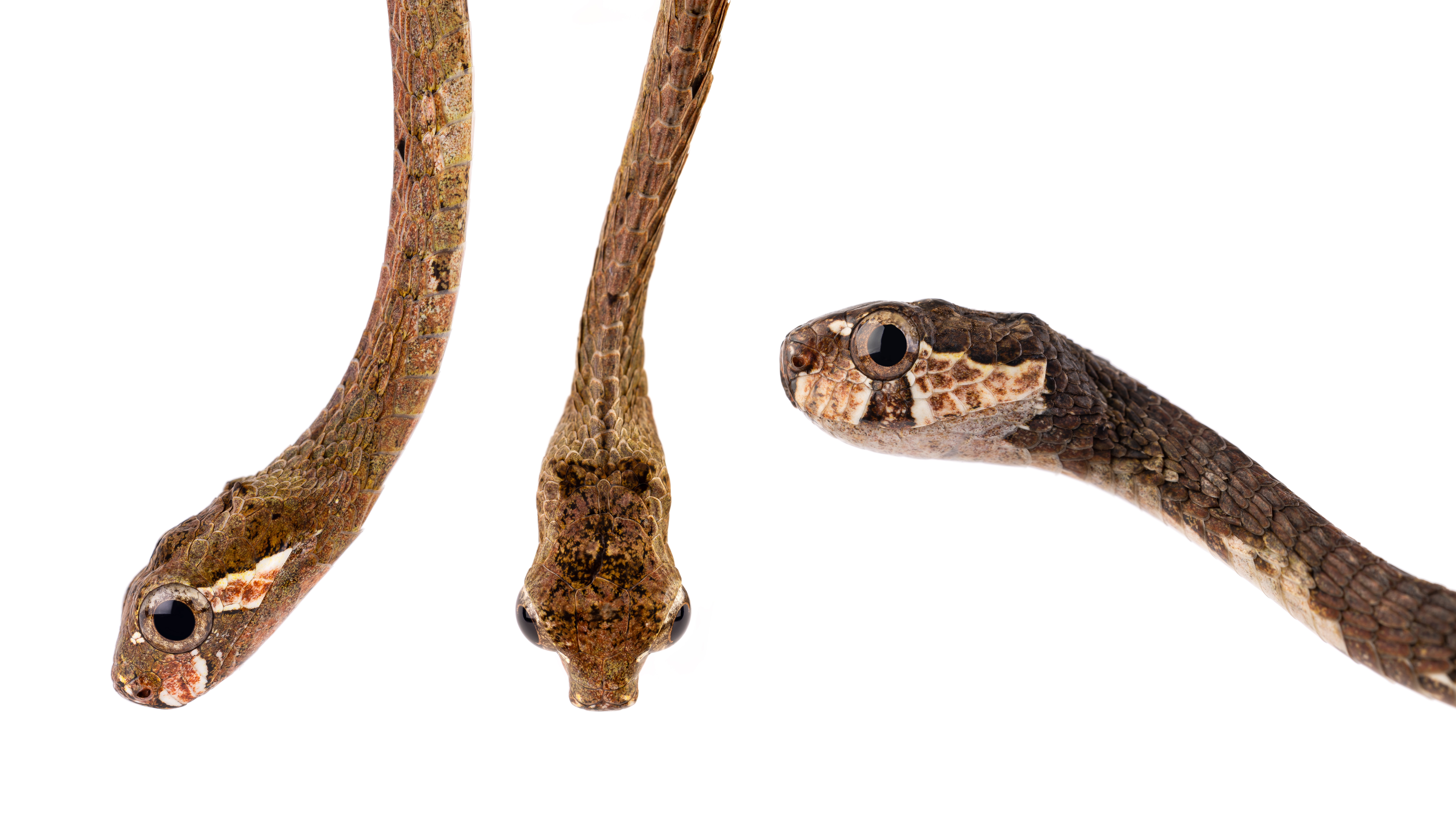 Featured wildlife photograph